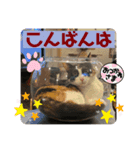 20ニャンズの毎日（個別スタンプ：2）