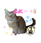 20ニャンズの毎日（個別スタンプ：4）