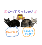 20ニャンズの毎日（個別スタンプ：6）