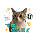 20ニャンズの毎日（個別スタンプ：7）