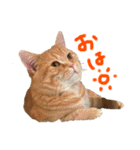 ぶんぞう（ねこ）の日常（個別スタンプ：1）