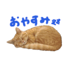 ぶんぞう（ねこ）の日常（個別スタンプ：2）