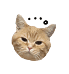 ぶんぞう（ねこ）の日常（個別スタンプ：3）