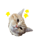 ぶんぞう（ねこ）の日常（個別スタンプ：4）