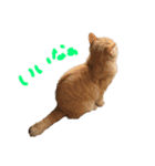 ぶんぞう（ねこ）の日常（個別スタンプ：5）