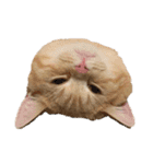 ぶんぞう（ねこ）の日常（個別スタンプ：6）
