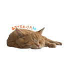 ぶんぞう（ねこ）の日常（個別スタンプ：7）