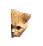 ぶんぞう（ねこ）の日常（個別スタンプ：8）