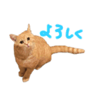 ぶんぞう（ねこ）の日常（個別スタンプ：10）