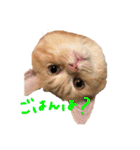 ぶんぞう（ねこ）の日常（個別スタンプ：11）
