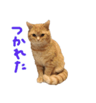 ぶんぞう（ねこ）の日常（個別スタンプ：12）
