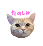 ぶんぞう（ねこ）の日常（個別スタンプ：13）