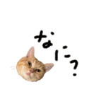 ぶんぞう（ねこ）の日常（個別スタンプ：14）