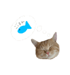 ぶんぞう（ねこ）の日常（個別スタンプ：15）