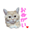 ぶんぞう（ねこ）の日常（個別スタンプ：16）