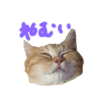 ぶんぞう（ねこ）の日常（個別スタンプ：17）
