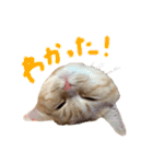 ぶんぞう（ねこ）の日常（個別スタンプ：18）