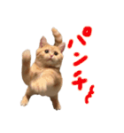 ぶんぞう（ねこ）の日常（個別スタンプ：19）