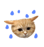 ぶんぞう（ねこ）の日常（個別スタンプ：20）