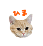 ぶんぞう（ねこ）の日常（個別スタンプ：21）