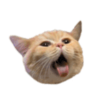 ぶんぞう（ねこ）の日常（個別スタンプ：22）