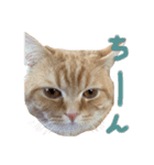 ぶんぞう（ねこ）の日常（個別スタンプ：23）