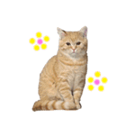 ぶんぞう（ねこ）の日常（個別スタンプ：24）