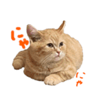ぶんぞう（ねこ）の日常（個別スタンプ：25）