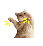 ぶんぞう（ねこ）の日常（個別スタンプ：26）