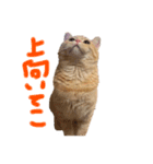 ぶんぞう（ねこ）の日常（個別スタンプ：27）