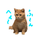 ぶんぞう（ねこ）の日常（個別スタンプ：29）