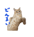 ぶんぞう（ねこ）の日常（個別スタンプ：30）