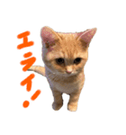 ぶんぞう（ねこ）の日常（個別スタンプ：31）