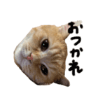 ぶんぞう（ねこ）の日常（個別スタンプ：32）