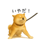 柴犬の日常（2）40個／柴犬／拒否柴／豆柴（個別スタンプ：2）