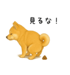 柴犬の日常（2）40個／柴犬／拒否柴／豆柴（個別スタンプ：5）