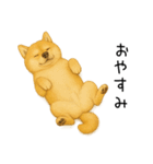 柴犬の日常（2）40個／柴犬／拒否柴／豆柴（個別スタンプ：6）
