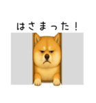 柴犬の日常（2）40個／柴犬／拒否柴／豆柴（個別スタンプ：7）