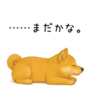 柴犬の日常（2）40個／柴犬／拒否柴／豆柴（個別スタンプ：8）