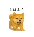 柴犬の日常（2）40個／柴犬／拒否柴／豆柴（個別スタンプ：11）