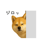 柴犬の日常（2）40個／柴犬／拒否柴／豆柴（個別スタンプ：15）