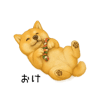 柴犬の日常（2）40個／柴犬／拒否柴／豆柴（個別スタンプ：16）