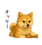 柴犬の日常（2）40個／柴犬／拒否柴／豆柴（個別スタンプ：17）