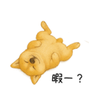 柴犬の日常（2）40個／柴犬／拒否柴／豆柴（個別スタンプ：21）