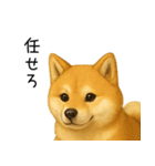 柴犬の日常（2）40個／柴犬／拒否柴／豆柴（個別スタンプ：24）
