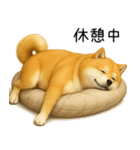 柴犬の日常（2）40個／柴犬／拒否柴／豆柴（個別スタンプ：27）