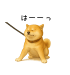 柴犬の日常（2）40個／柴犬／拒否柴／豆柴（個別スタンプ：31）