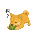 柴犬の日常（2）40個／柴犬／拒否柴／豆柴（個別スタンプ：33）