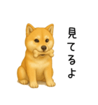柴犬の日常（2）40個／柴犬／拒否柴／豆柴（個別スタンプ：34）