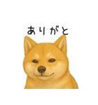 柴犬の日常（2）40個／柴犬／拒否柴／豆柴（個別スタンプ：37）